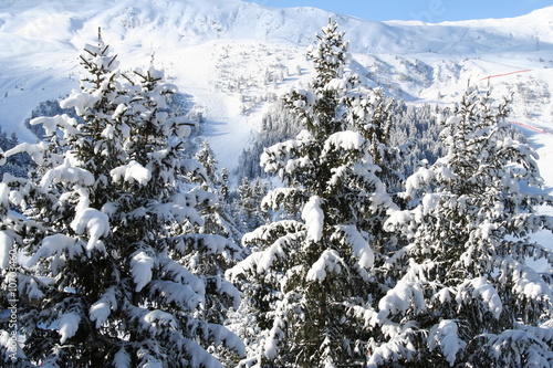 Montagne pin sapin neige