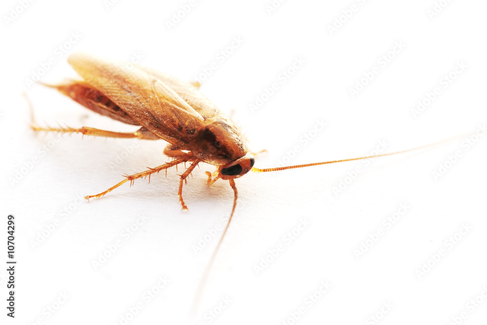Cockroach on white background Cockroach on white background