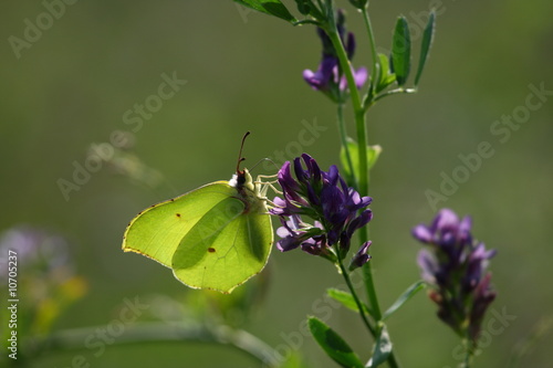 The Brimstone butterfly
