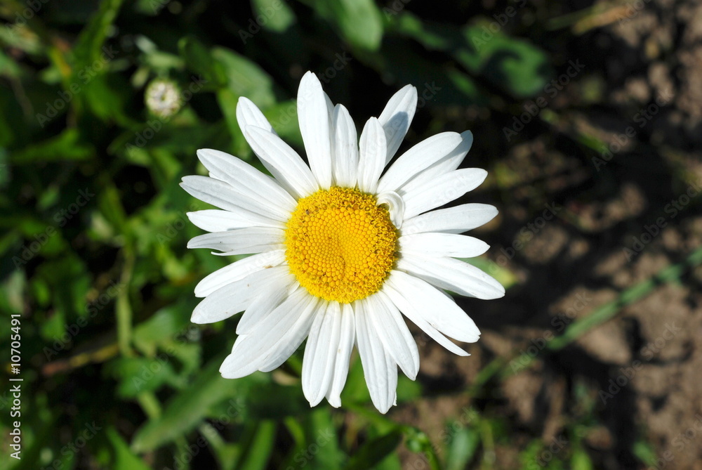 Daisy Flower Daisy Flower