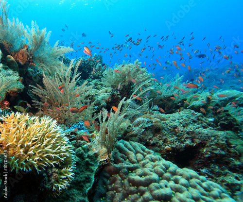 indo pacific coral reef
