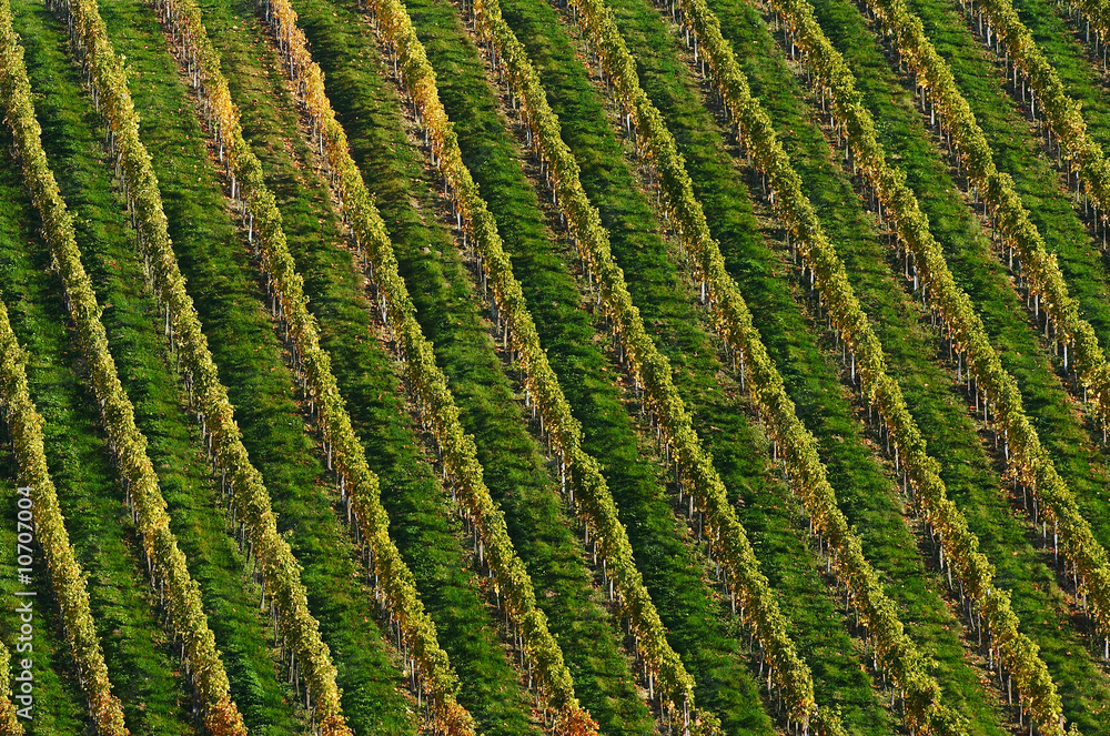 Detail of vineyard