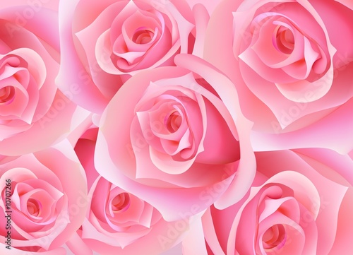 Pink rose