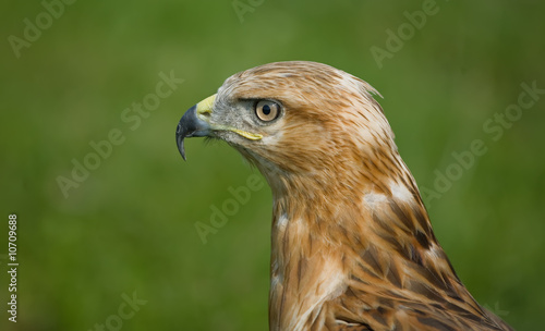 Eagle in profile