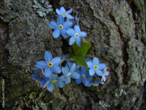 vergißmeinnicht