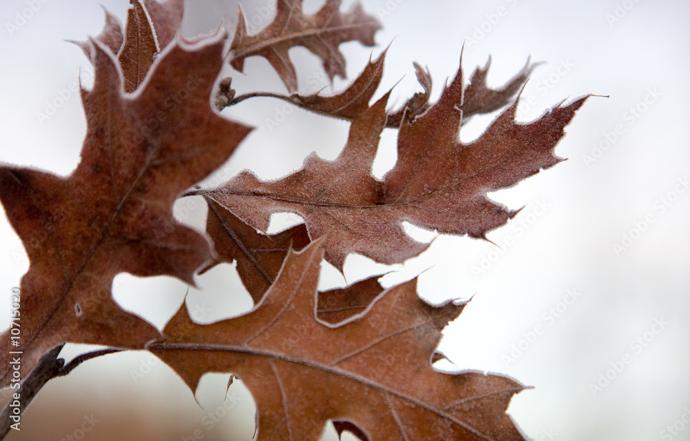 Fototapeta premium Winter Frosted Leaves