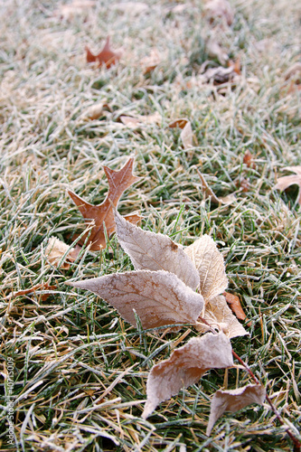 Frosted leaves in the grass