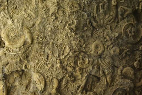 Fossilien