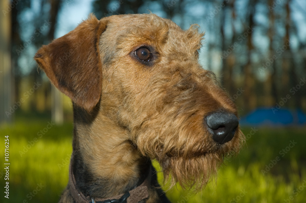 Obraz premium Dog portrait outdoors profile
