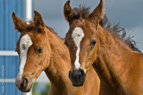 Fototapeta Naklejka Na Ścianę i Meble -  Two baby horses