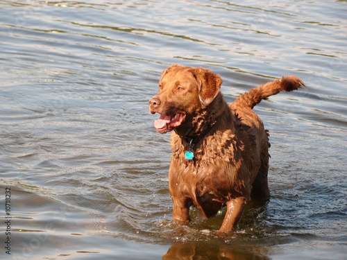 Dog Swimming