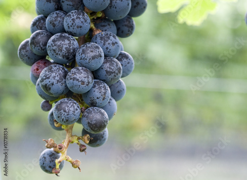 Merlot Grapes Just Prior to Harvest