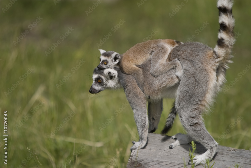 Fototapeta premium Ring-tailed Lemurs at a zoo