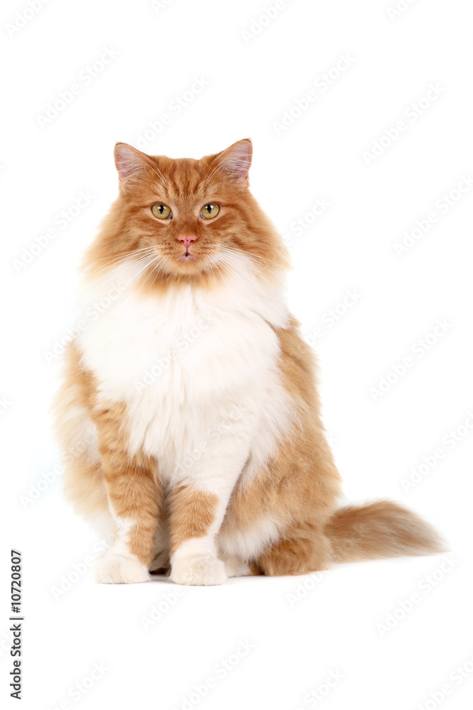 Obraz premium red cat sitting isolated over white background