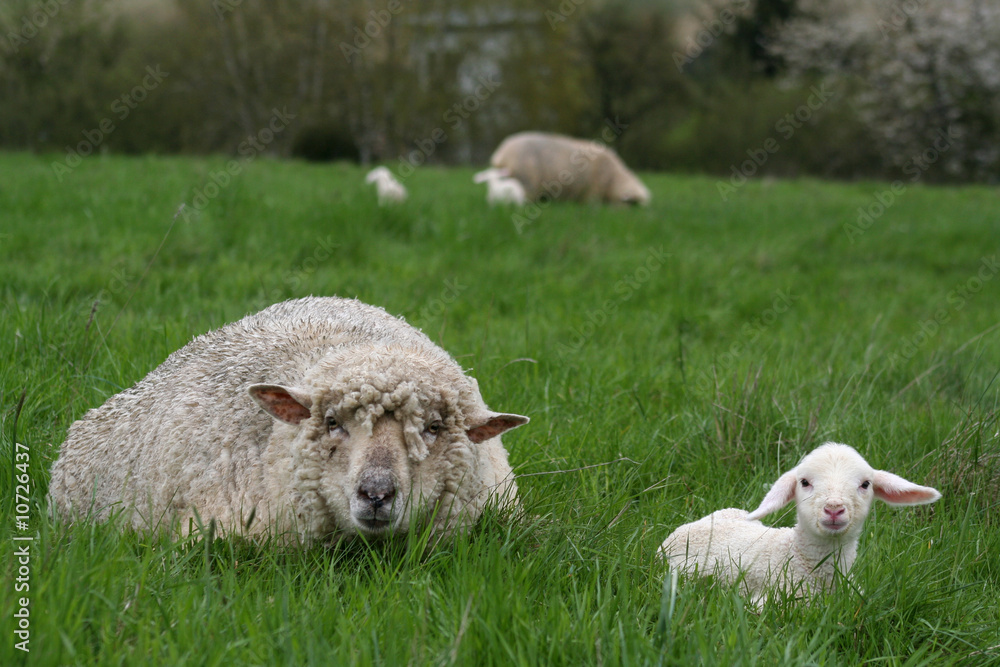 Obraz premium Lamm mit seiner Mutter