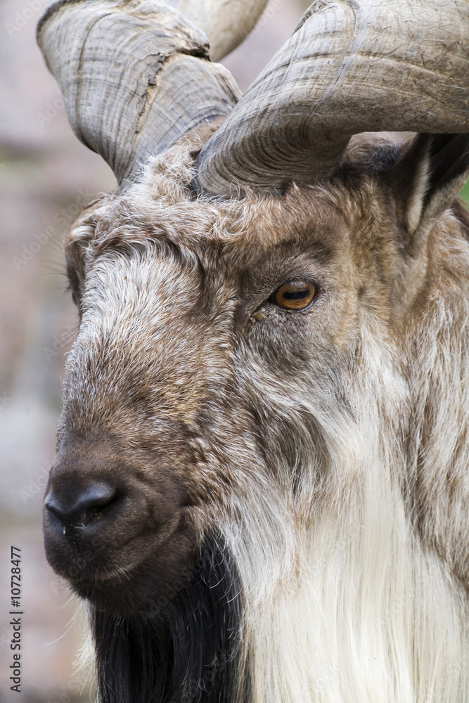 Close Up Portrait of a Goat Close Up Portrait of a Goat