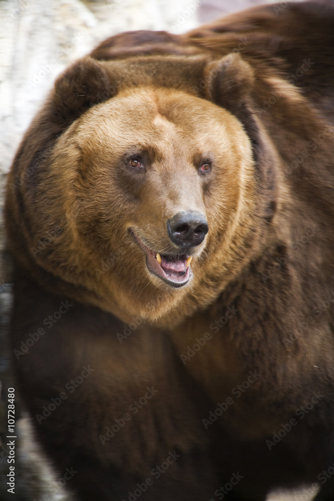 Fototapeta premium Brown Bear