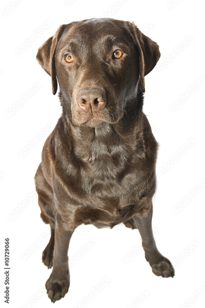 Shot of a Strong Male Chocolate Labrador Shot of a Strong Male Chocolate Labrador