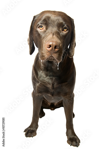 Dribbling Chocolate Labrador photo