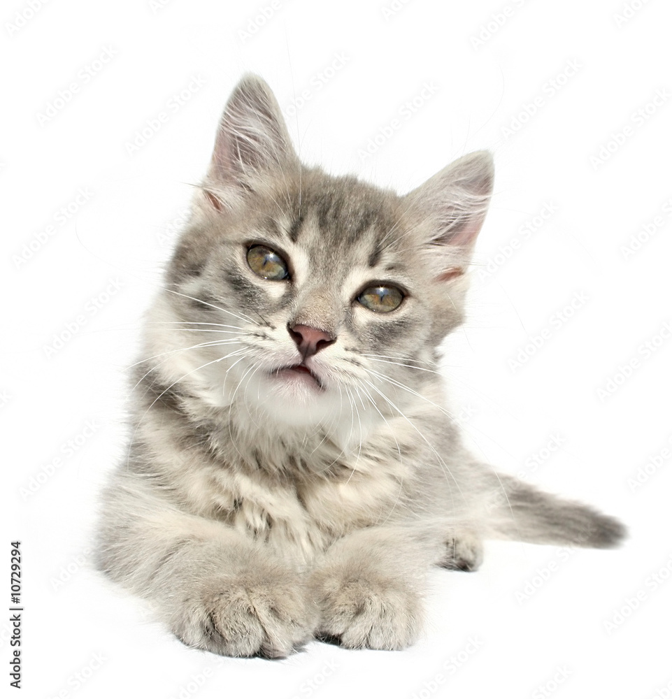 Obraz premium kitten