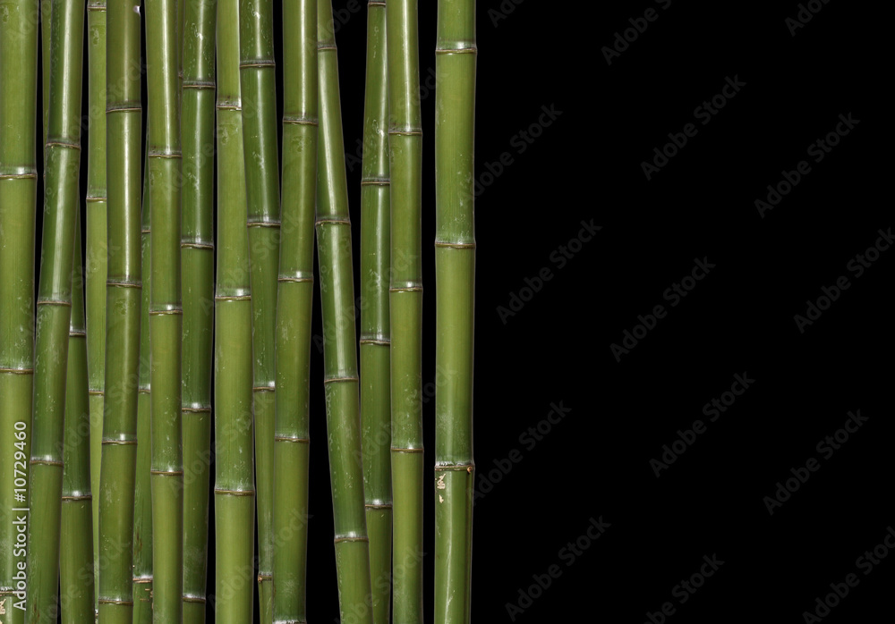 Fototapeta premium hard bamboo