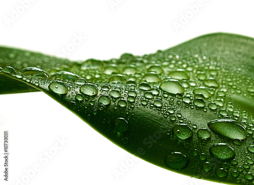 Plant leaf photo