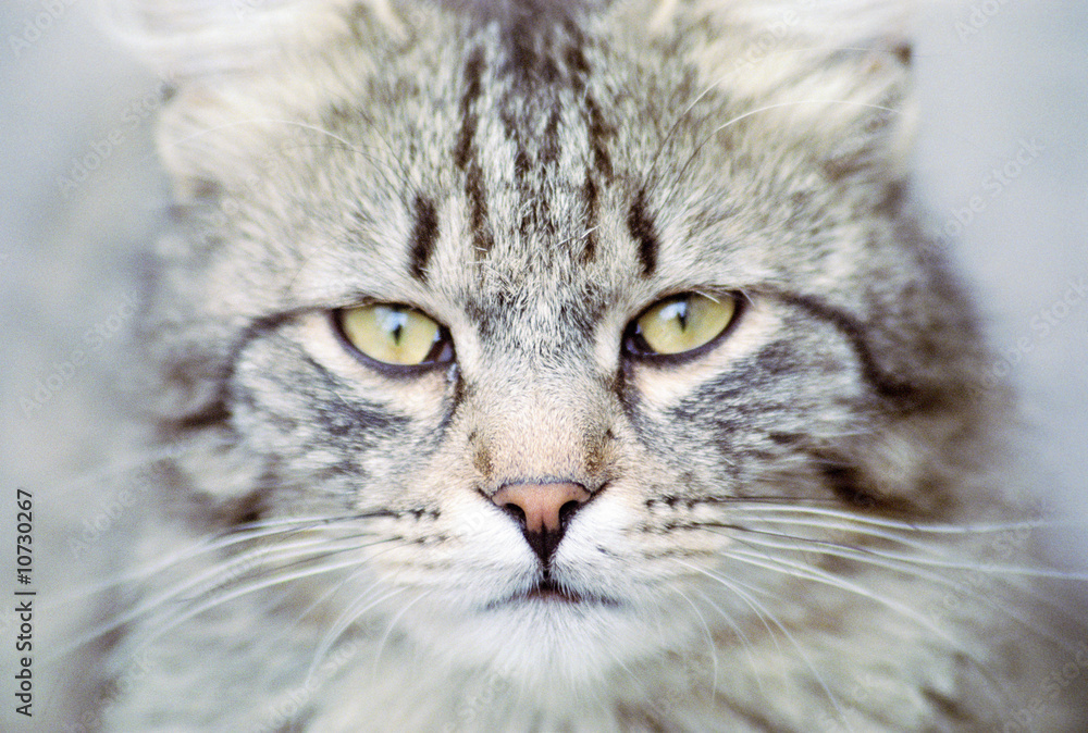 The eyes of stray cat