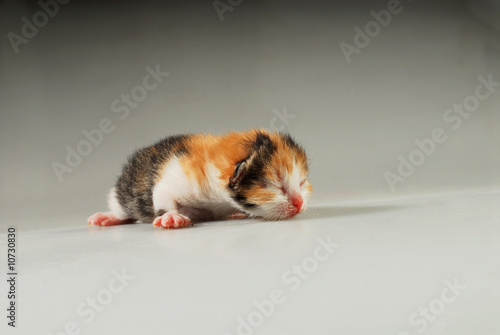 Fotografie kitty