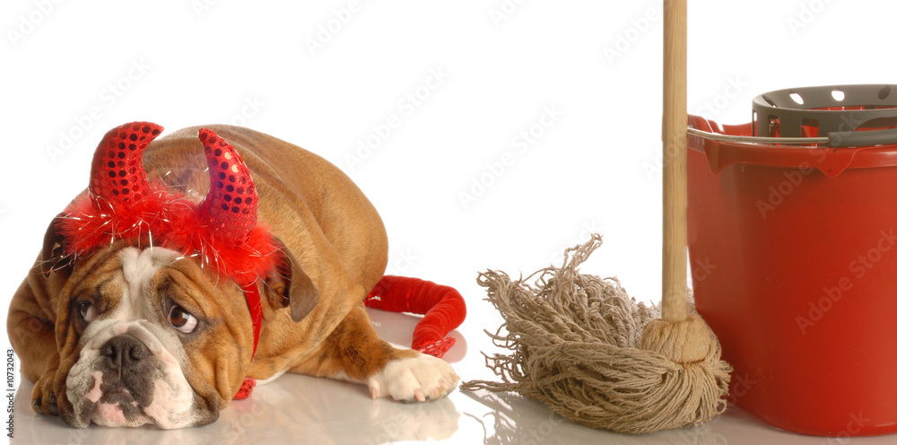 bulldog dressed as devil with mop and bucket