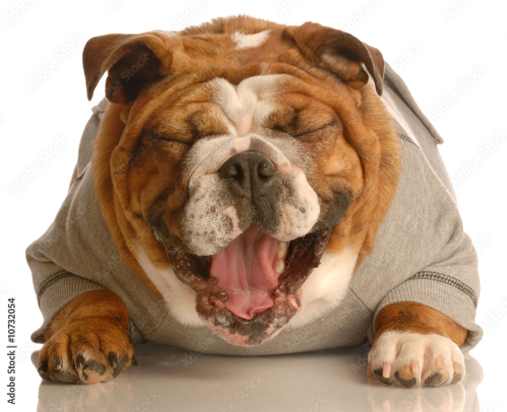 adorable english bulldog laying down laughing adorable english bulldog laying down laughing