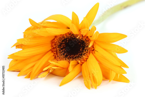 Fototapeta Naklejka Na Ścianę i Meble -  Wilting flower