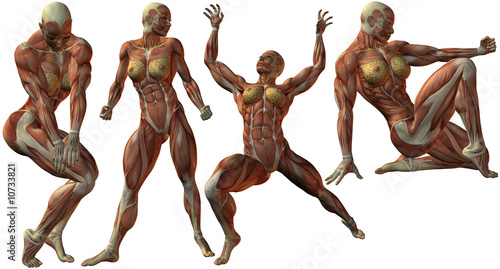 Muskelaufbau eines weiblichen Bodybuilders-Anatomie