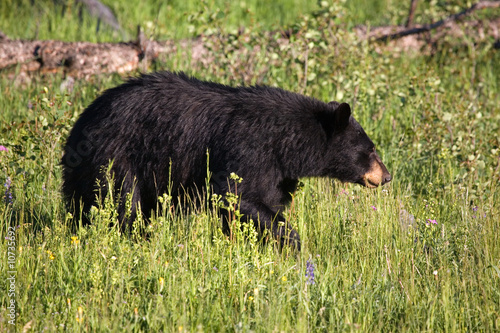 Schwarzbär © Andreas Edelmann