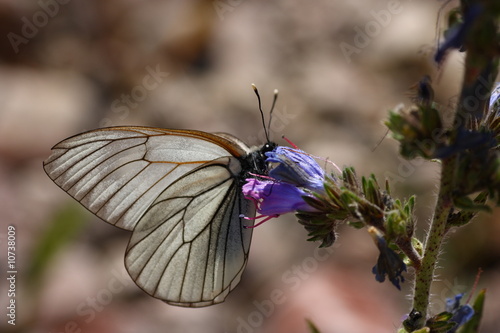 Black-veined White Butterfly - Aporia crataegi photo