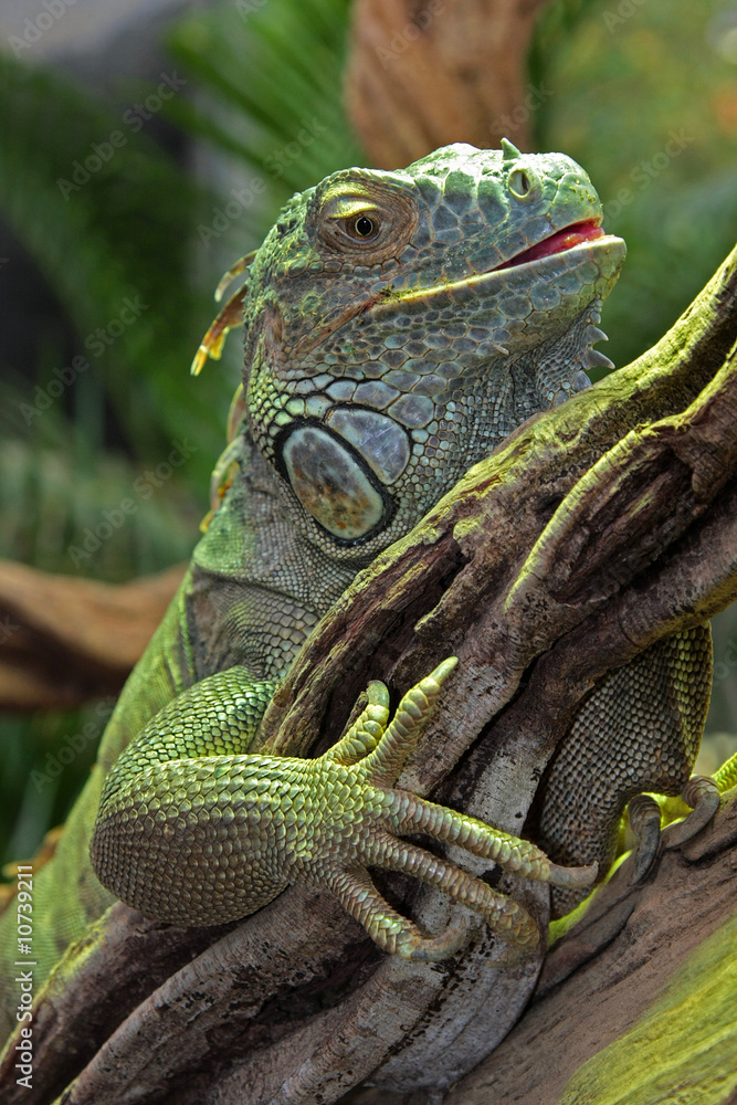 Fototapeta premium Green lizard