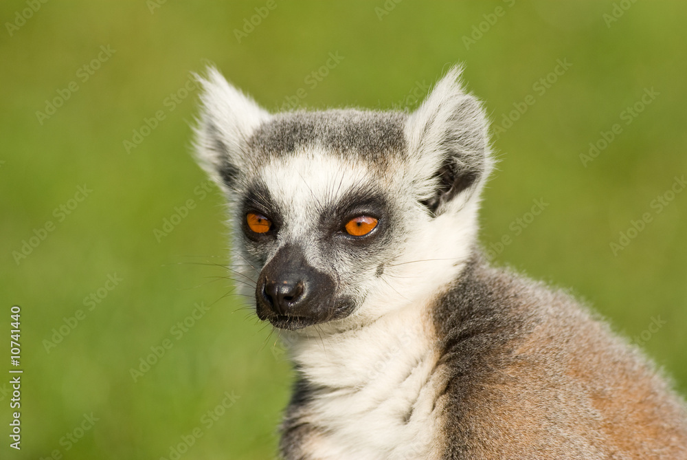 Obraz premium Lemur Portrait
