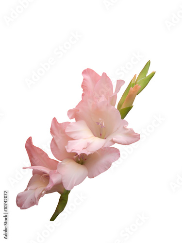 Flower a gladiolus