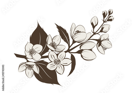 Jasmin