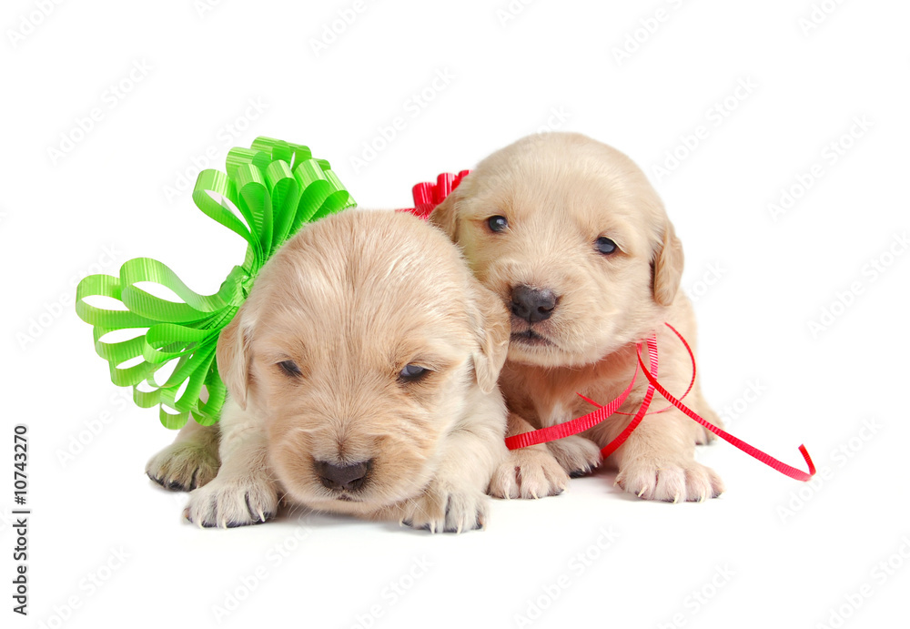Two Golden Retriever Puppies Two Golden Retriever Puppies