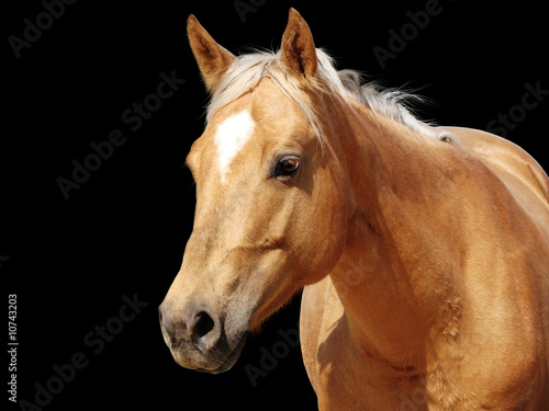 Fototapeta Naklejka Na Ścianę i Meble -  Close-up golden palomino horse