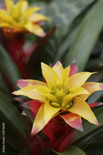 Fototapeta Naklejka Na Ścianę i Meble -  Bromeliads