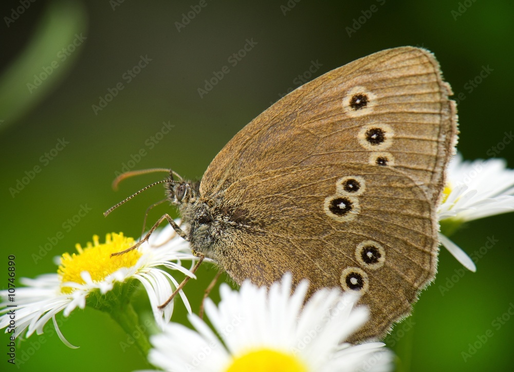 Obraz premium Butterfly on flower