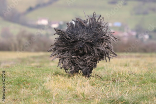 le puli tout ebourriffé en train de courrir dans un champ