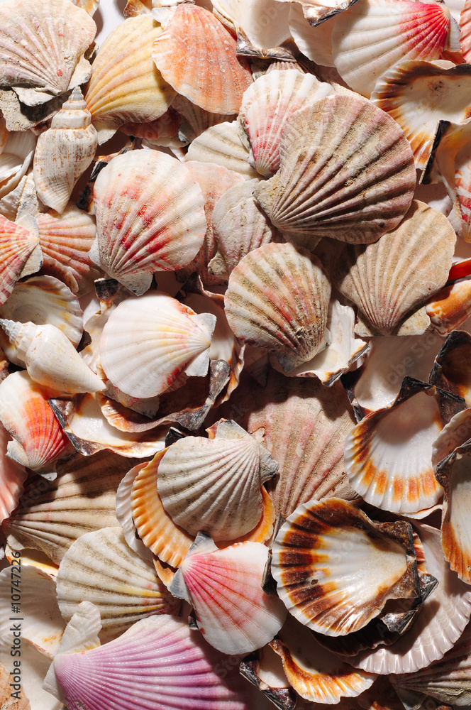 sea shell sea shell