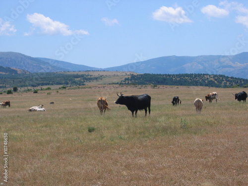 vacas pastando