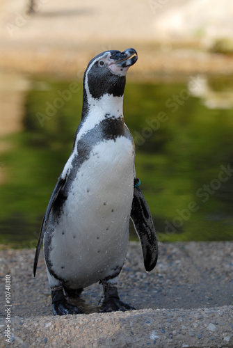humbolt-pinguine, pinguin, Spheniscus humboldti