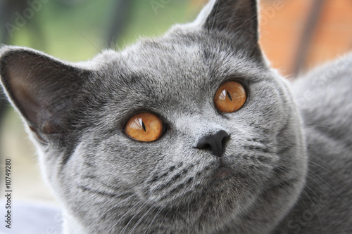 Gray cat with orange eyes, British blue shorthair