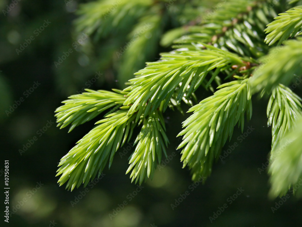 Branch ate with young needles Branch ate with young needles