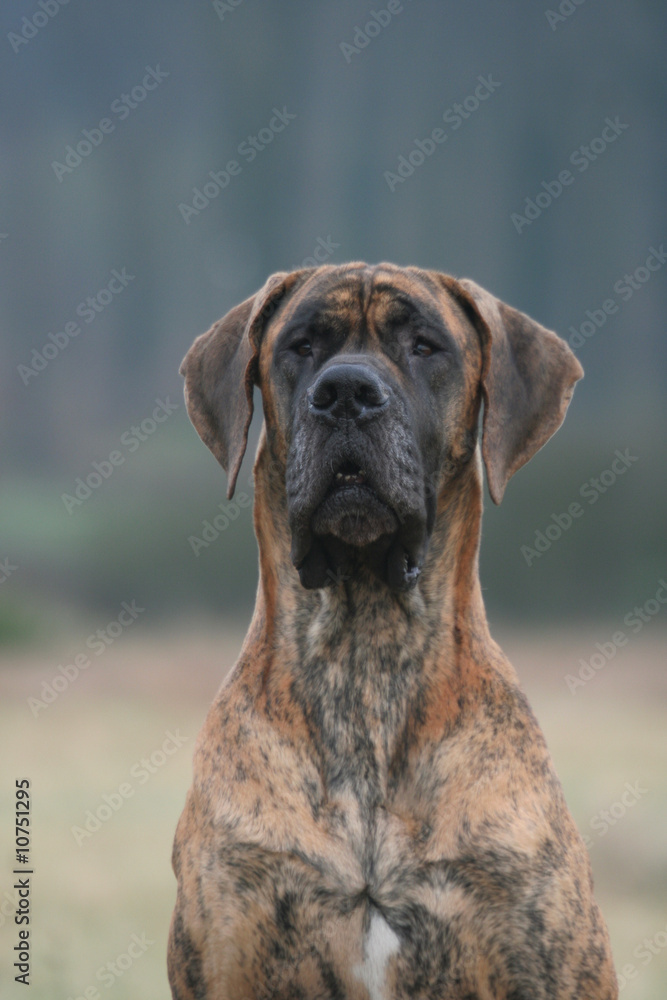 Grand molosse bringé en portrait Grand molosse bringé en portrait