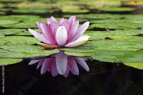 Photographie flor de loto